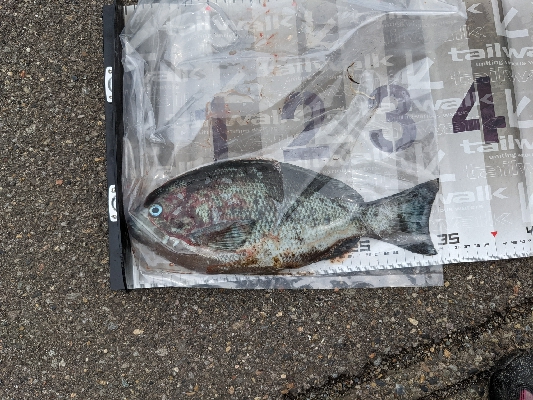 フカセでメジナ