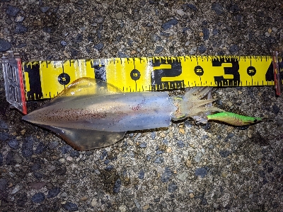 仕事終わりケンサキ狙い