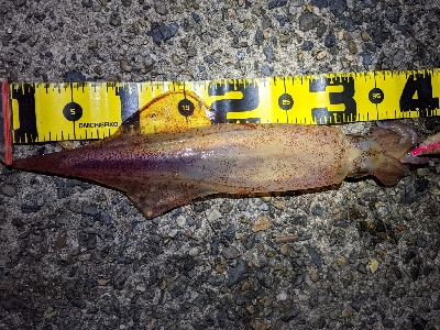 ケンサキエギング