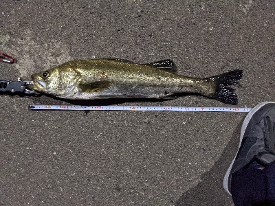 １４ヶ月目にしてようやく