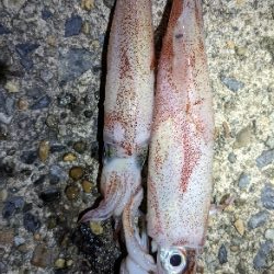 ムーンライトエギング