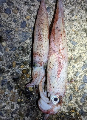 ムーンライトエギング