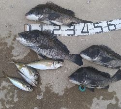 7/4釣果 でかいチヌと尺アジつれました!