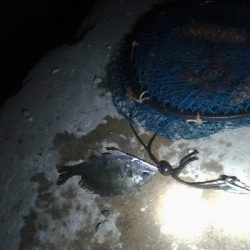 7/10釣果 夜釣りで紀州釣り