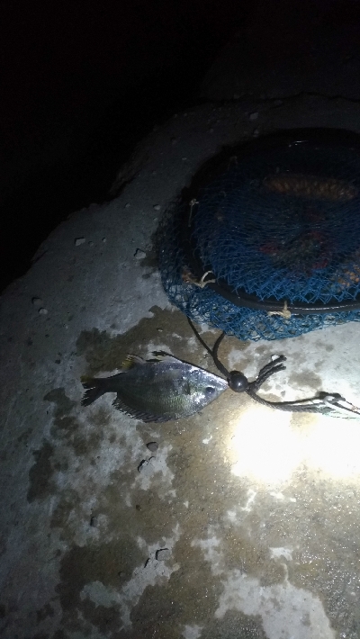 7/10釣果 夜釣りで紀州釣り