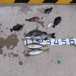 7/18釣果 紀州釣り