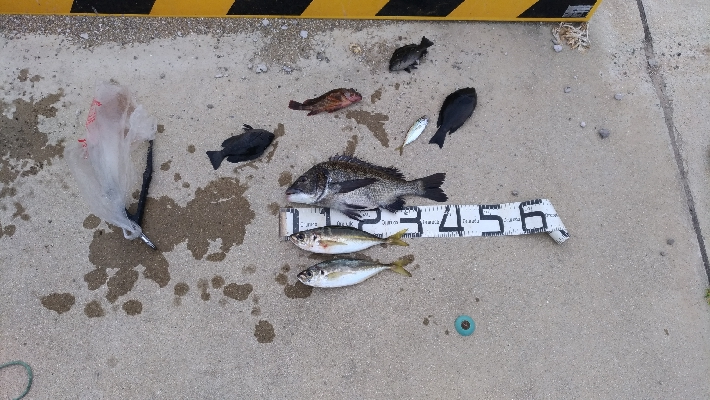 7/18釣果 紀州釣り