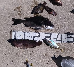 7/22釣果 チヌ尺アジマハタグレ