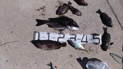 7/22釣果　チヌ尺アジマハタグレ