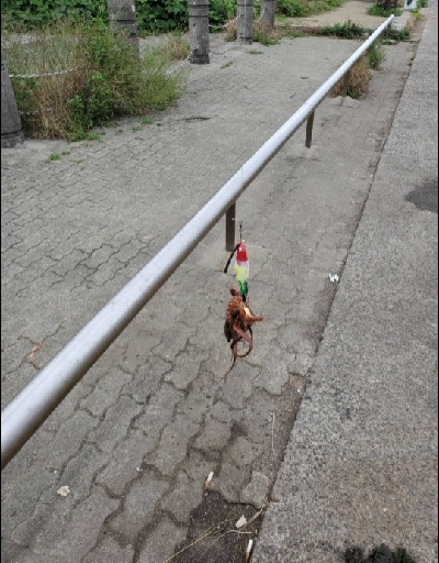 タコの季節ですね