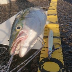 前回に続き激闘ジグ ピンクグロー