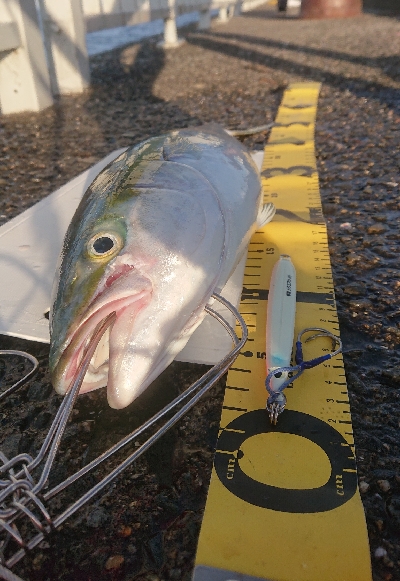 前回に続き激闘ジグ ピンクグロー