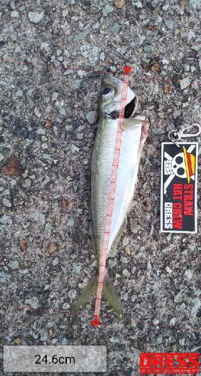 時合が短い。。。