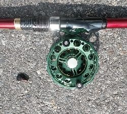 連休のシメにクロダイを