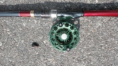 連休のシメにクロダイを