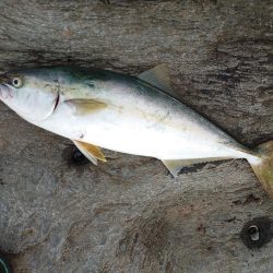 久しぶりに満足した釣果