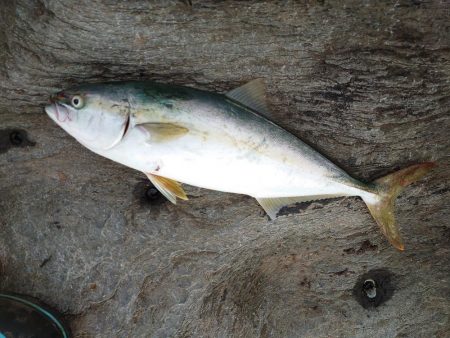 久しぶりに満足した釣果