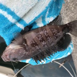 癒やしのガッシーがいない？