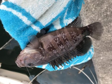 癒やしのガッシーがいない？