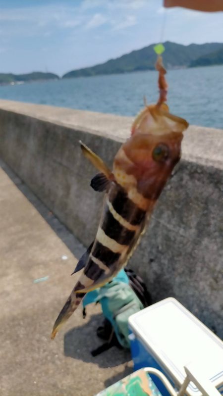 キス釣りのはずが・・・