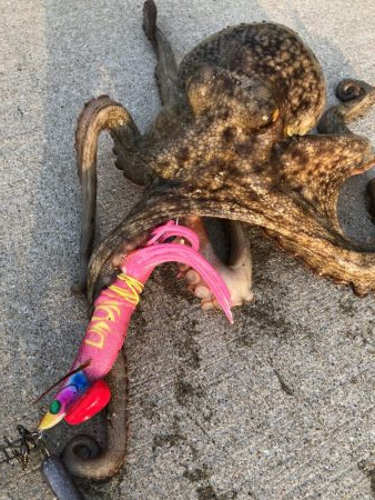 真夏の夜のオクトパッシング0629