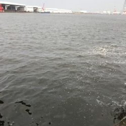 雨前のタコ釣り