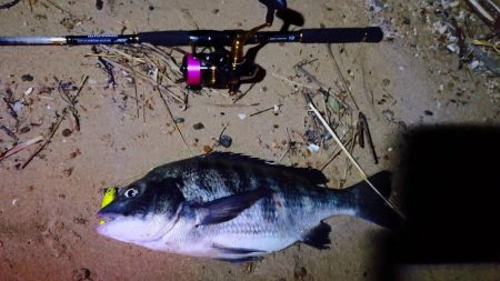 太っちょなマチヌ