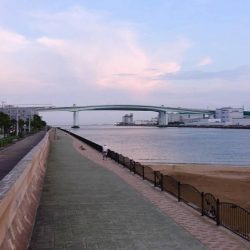 シーバスとボラ