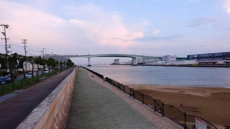 シーバスとボラ