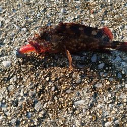 カッサーの無限ループ