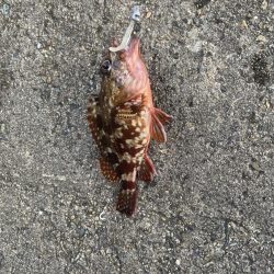 久しぶりのアジング