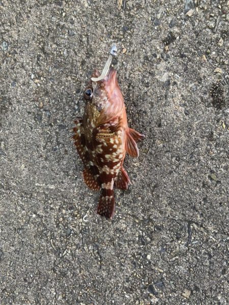 久しぶりのアジング