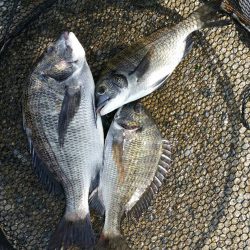 紀州釣りに挑戦！！