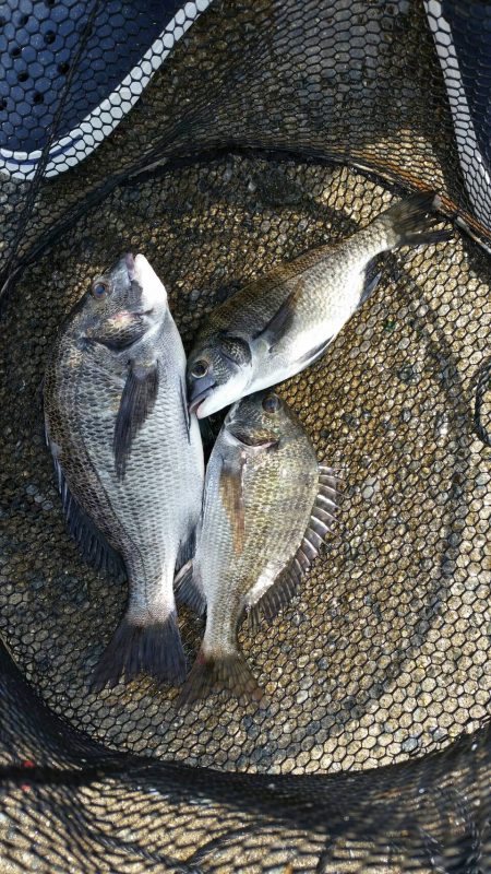 紀州釣りに挑戦！！