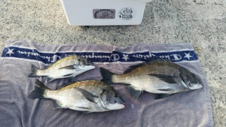 紀州釣りに挑戦!!