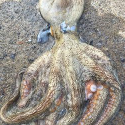 タコフィネスで800弱以下、7杯2.4キロ