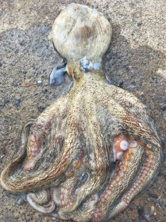 タコフィネスで800弱以下、7杯2.4キロ