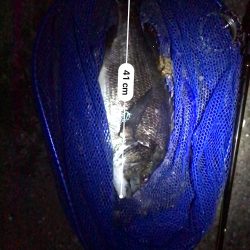 ヘチ釣りでチヌ2匹