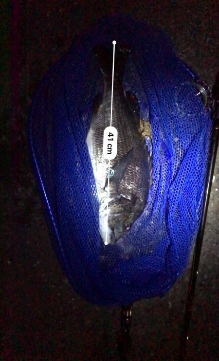 ヘチ釣りでチヌ2匹