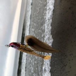 初モノ　舌平目