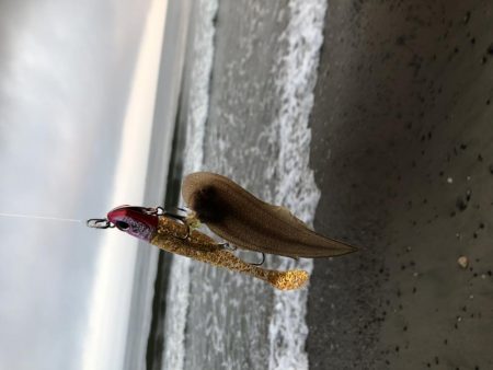 初モノ　舌平目