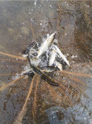 安曇川朽木地区の鮎釣り