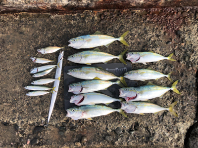 ワカシ釣れてます