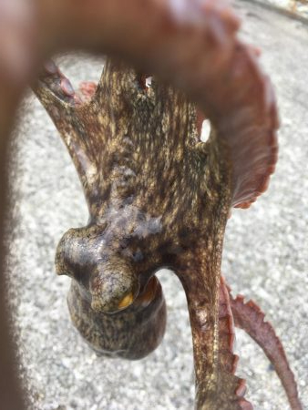 タコフィネスで２１杯　昼の部