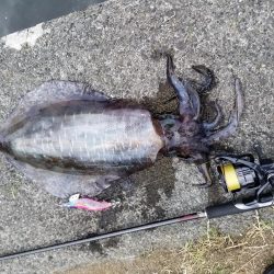 デイエギング♪