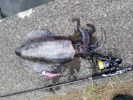 デイエギング♪