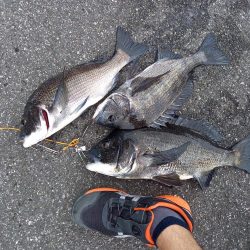 久しぶりに年無し