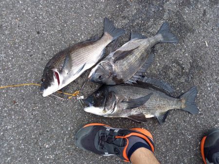 久しぶりに年無し