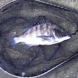 ガイドをかえたので試し釣り