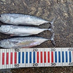 小浦一文字遠征